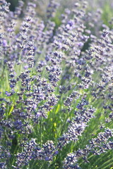 Field of Lavender, Lavandula angustifolia in bloom, Lavandula officinalis plants