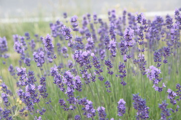 Obraz premium Field of Lavender, Lavandula angustifolia in bloom, Lavandula officinalis plants