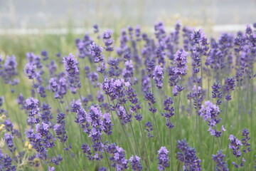 Field of Lavender, Lavandula angustifolia in bloom, Lavandula officinalis plants