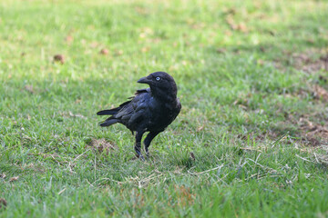 Obraz premium Corbeau de Torres - Torresian Crow (Corvus orru) en alerte la tête tournée vers la gauche