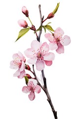 Close-up of a cherry tree branch with blooming pink flowers, perfect for spring designs