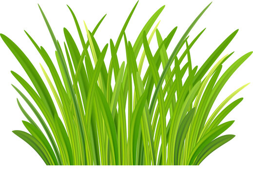 green grass. Grass bushes of different shapes. Hand drawn grass. Green grass, clover, wheat ears .transparent, png.
