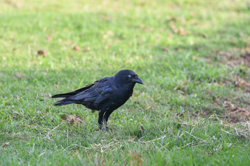 Obraz premium Corbeau de Torres - Torresian Crow (Corvus orru) se promenant sur la pelouse d'un jardin