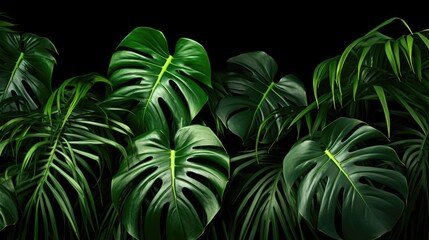 Vibrant green leaves on a dark black background. Perfect for nature or environmental concepts - obrazy, fototapety, plakaty