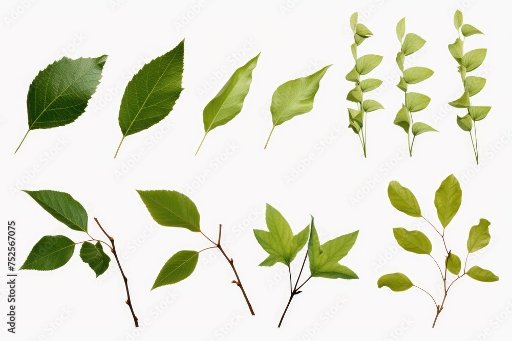 Aufkleber Collection of different types of leaves on a white surface. Ideal for botanical projects