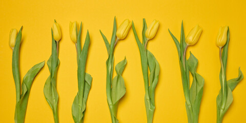 Bouquet of blooming tulips with green leaves on a yellow background
