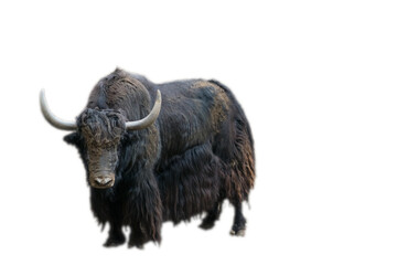 Close-up view of a large yak in zoo