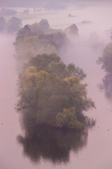 Foggy trees