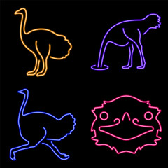ostrich group of neon icons, vector illustration on black background.