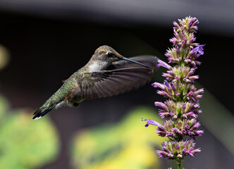 hummingbird feeding on a flower