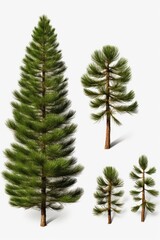 A group of pine trees isolated on a white background. Ideal for various design projects