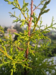 a green plant with red needles on a tree with some houses in the background