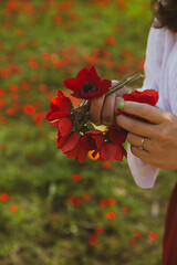 Close-up of vibrant red poppies held gently by a person in a white dress, with a soft-focus backdrop of a poppy field