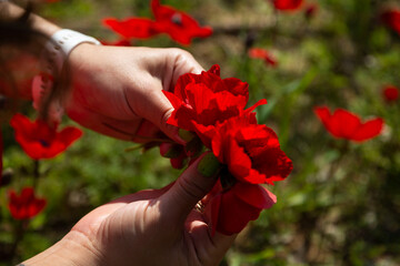 Two hands holding small bouquet of Bright red anemones flowers with field of red and green in bokeh background. Flowers of Israel