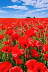 Beautiful field of red poppies under a clear blue sky. Perfect for nature or floral backgrounds