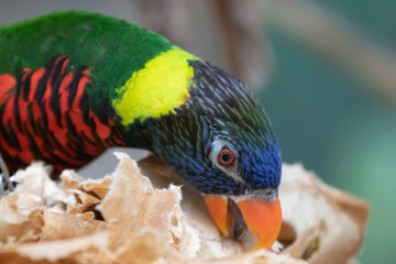 Close up colorful bird, Rainbow Lorikeet, Trichoglossus haematodus