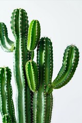 A green cactus in a minimal style