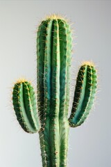 Naklejka premium A green cactus in a minimal style