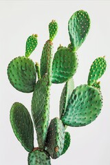 A green cactus in a minimal style