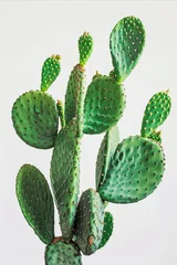 Foto op geborsteld aluminium Cactus A green cactus in a minimal style
