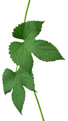 hop cones. Medical plant. Close-up of green ripe hop cones.on transparent, png. Hops cones. beer ingredient