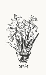 Hand drawn ink brush painting of daffodil narcissus flowers, branches with leaves and buds