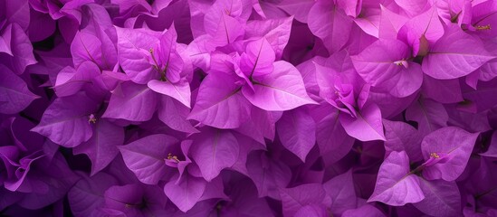 Breathtaking Purple Flowers Wallpapers Collection for Stunning Backgrounds and Screens