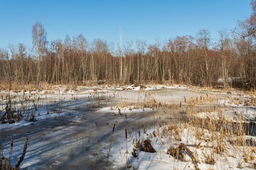 A swampy area in a wild forest. The water is covered with melting ice and snow. Lots of trees and reeds. Sunny evening in early spring with clear sky. Nature landscape background