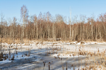 A swampy area in a wild forest. The water is covered with melting ice and snow. Lots of trees and reeds. Sunny evening in early spring with clear sky. Nature landscape background