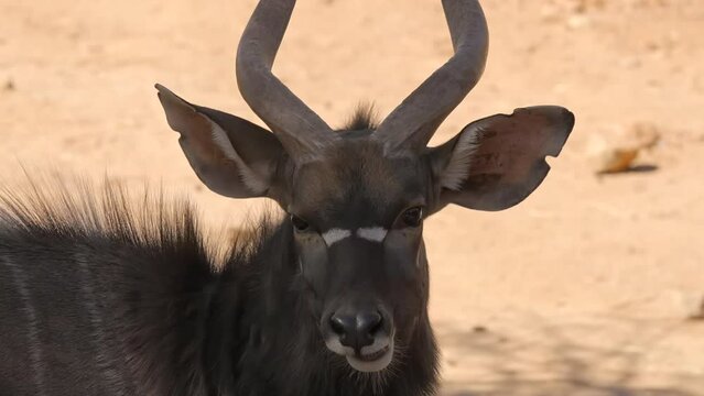 This close up video shows a Nyala (tragelaphus angasii) antelope licking it's lis in slow motion.