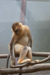 Close up sweet female golden monkey