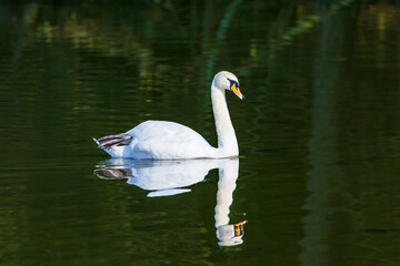 Schwan wilde Natur 