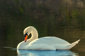 Schwan wilde Natur 
