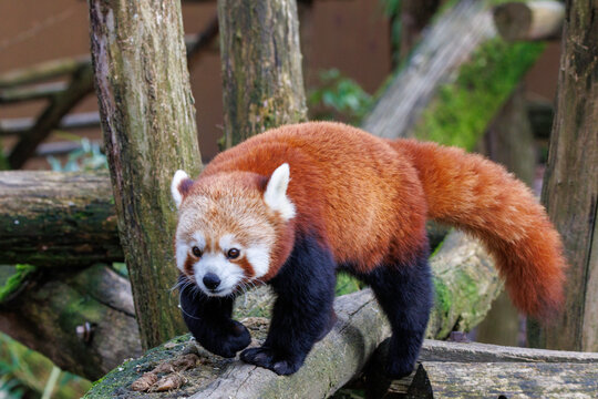 Roter Panda