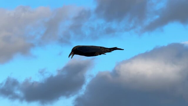 Detailed aerial close up flying next to a talking raven