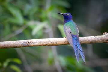 The swallow-tailed hummingbird perched on a branch under rain. Species Eupetomena macroura also know as Beija-flor Tesoura. Birdwatching. Animal World.Bird lover. Birding.