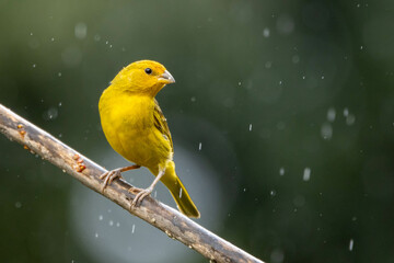 A male of Saffron Finch also known as Canario or Chirigue Azafranado under rain. Species Sicalis flaveola. Birdwatcher. Bird lover. Birding. Yellowbird.