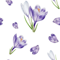 Watercolor seamless pattern with purple and white blooming crocus flower isolated on background. Spring and easter botanical hand painted saffron illustration. For designers, wedding, decoration, po