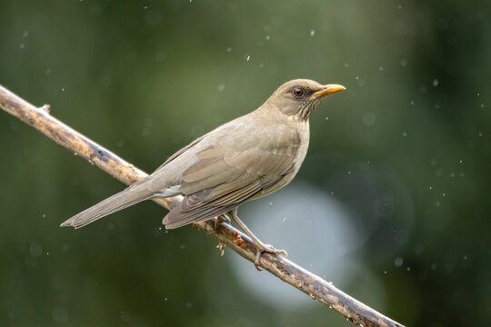 The Creamy-bellied Thrush also know as Sabia Poca or Zorzal Chalchalero under rain. Species Turdus amaurochalinus. Birdwatching. Animal world. Birding.