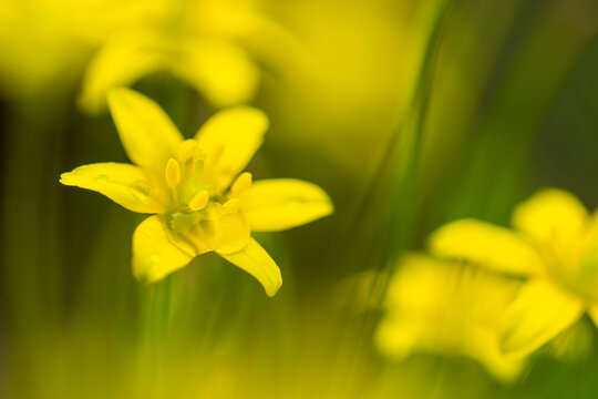 Soft focus image of vibrant yellow wildflowers, with a dreamy blur effect enhancing the delicate beauty of the blooms in their natural setting