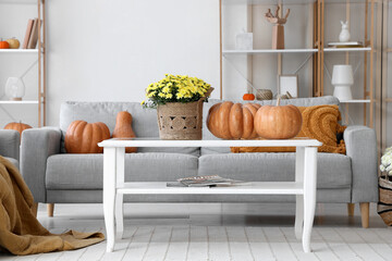 Obraz premium Chrysanthemum flowers with pumpkins on table in living room
