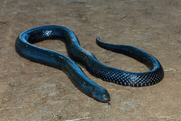 A shy Natal Black Snake (Macrelaps microlepidotus) on a warm summer's day in the wild