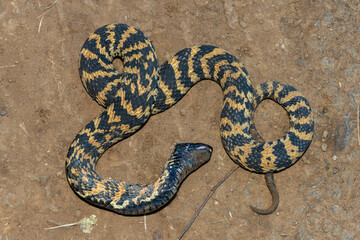 A beautiful banded rinkhals (Hemachatus haemachatus), also known as the ringhals or ring-necked spitting cobra, displaying its tactic to feign death when it feels threatened