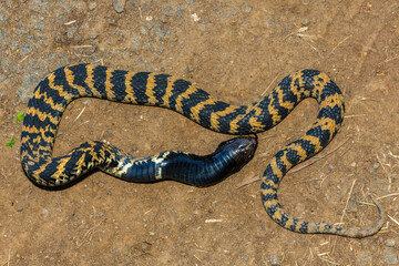 A beautiful banded rinkhals (Hemachatus haemachatus), also known as the ringhals or ring-necked...