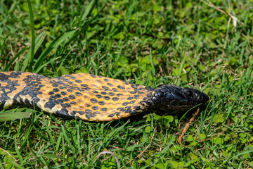 Rinkhals (Hemachatus haemachatus), also known as the ringhals or ring-necked spitting cobra,...