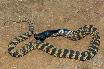 A beautiful banded rinkhals (Hemachatus haemachatus), also known as the ringhals or ring-necked spitting cobra, displaying its tactic to feign death when it feels threatened