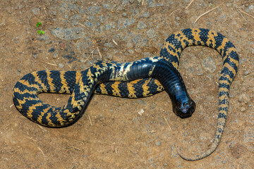 A beautiful banded rinkhals (Hemachatus haemachatus), also known as the ringhals or ring-necked spitting cobra, displaying its tactic to feign death when it feels threatened
