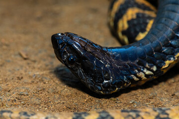 Close-up of the head of a rinkhals (Hemachatus haemachatus), also known as the ringhals or ring-necked spitting cobra, whilst it feigns death