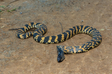 A beautiful banded rinkhals (Hemachatus haemachatus), also known as the ringhals or ring-necked spitting cobra, displaying its tactic to feign death when it feels threatened