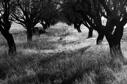 Mysterious grove in monochrome with dramatic shadows